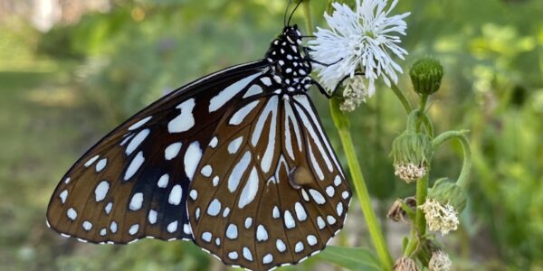 生態鏈的生命故事
